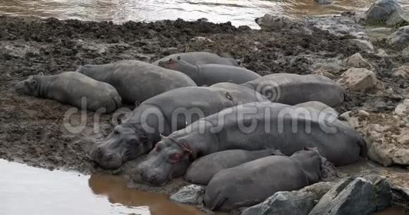 河马河马两栖动物在河边休息的团体肯尼亚的马赛马拉公园视频的预览图