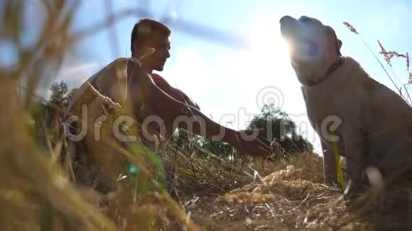 拉布拉多或金毛猎犬坐在绿草上把爪子交给主人户外训练狗太阳射线视频的预览图