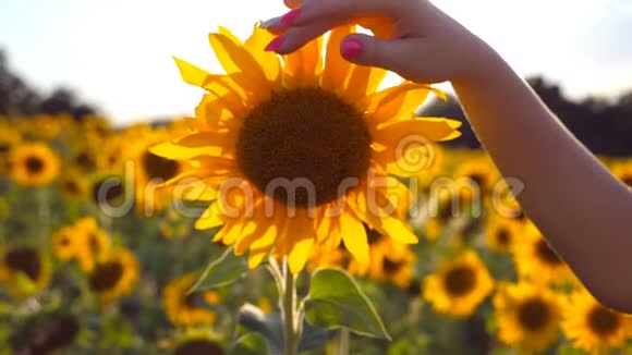 女性的手在田野里触摸美丽的向日葵背景是太阳耀斑女孩的手臂抚着黄花视频的预览图
