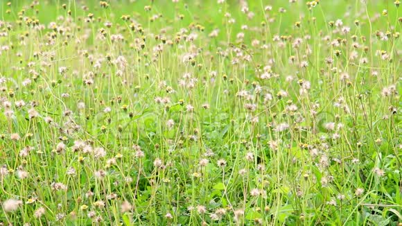 夏日野草花或平卧风中吹视频的预览图