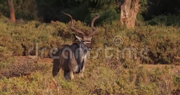 大库杜特雷格拉夫斯斯特雷普西塞罗斯男子站在布什肯尼亚的桑布鲁公园视频的预览图