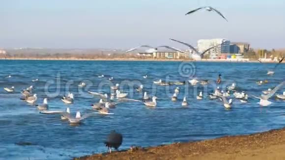 海浪中沙滩上的海鸥远处的沿海城镇视频的预览图