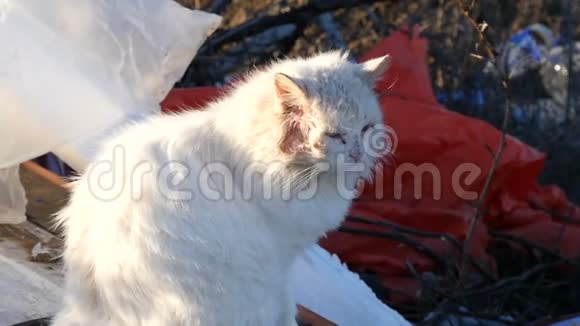 一只白色的流浪猫正坐在垃圾上寻找食物视频的预览图