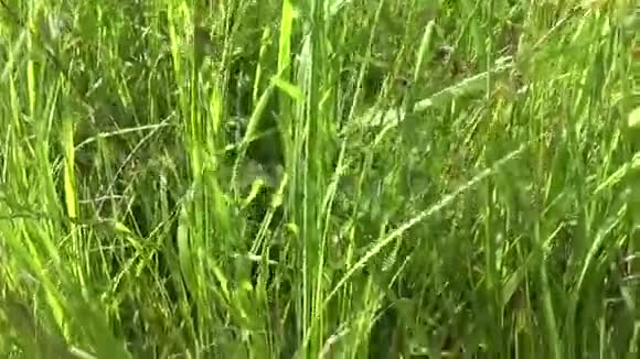 篮子和收集的草圣约翰麦汁在田野上打嗝夏季收获药用植物视频的预览图
