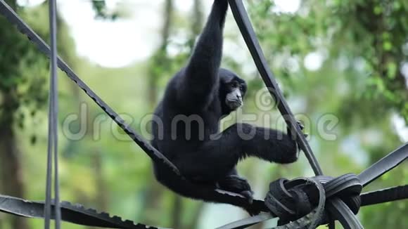 坐在动物园里的黑长臂猿视频的预览图