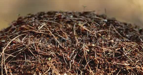 红森林蚂蚁FormicaRufa在无烟煤宏观照片大无烟煤关闭蚂蚁移动在无烟煤红色背景视频的预览图