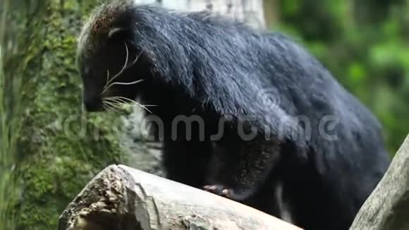 黑红色的熊猫在树上清洁他的身体视频的预览图