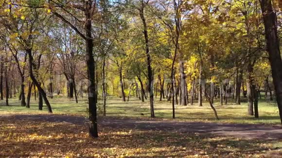 无人射击秋天的树视频的预览图