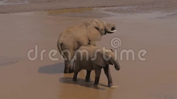 水坑里的两只大象在泥泞的河里喝水视频的预览图