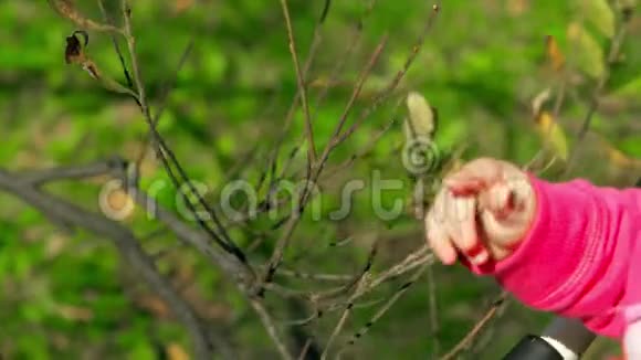在晴朗的初秋一个小孩子轻轻地触摸公园里的树枝视频的预览图