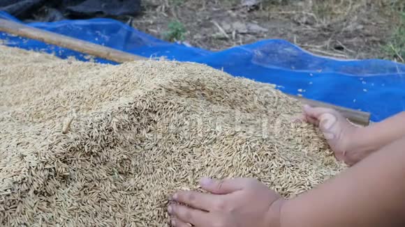 女人用手从农场里慢腾腾地采摘天然干米视频的预览图