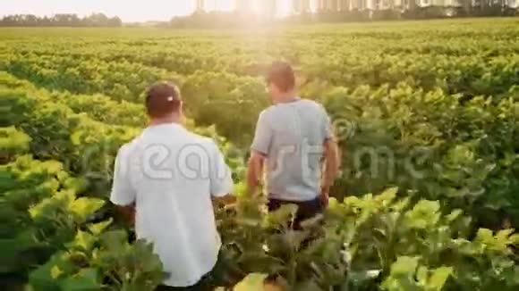 两个农户实地沟通在高大的向日葵植物中前行视频的预览图