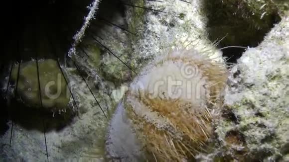 白海胆Tripneustesgratilla水下视频的预览图