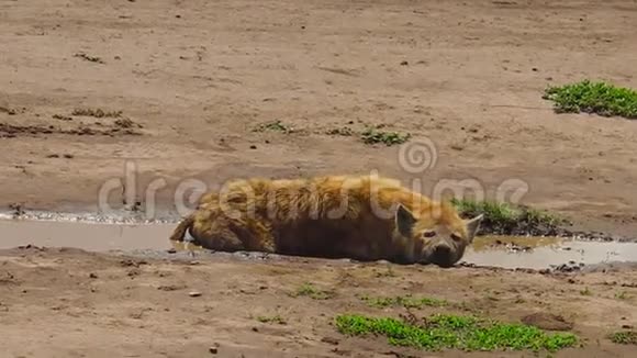坦桑尼亚在Ngorongoro发现Hyena视频的预览图