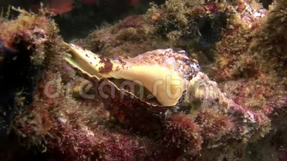 加拉帕戈斯海底贝壳中的癌症隐士视频的预览图