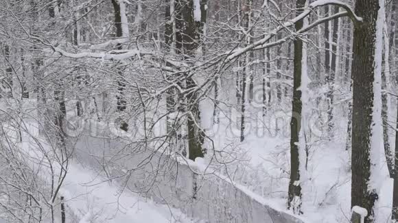 白雪飘落在森林里白色的背景下有一条狭窄的路视频的预览图