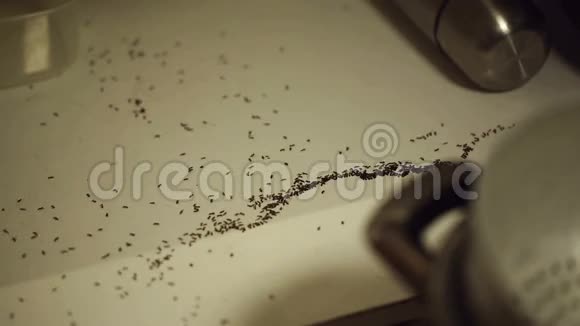 厨房上的蚂蚁视频的预览图