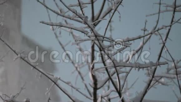 黎明下雪视频的预览图