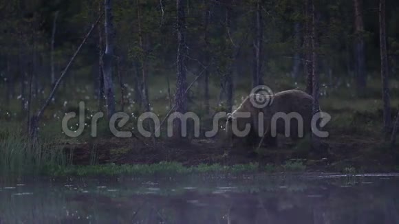 在湖边吃草的棕色大熊视频的预览图