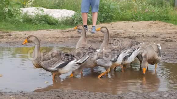 灰鹅带着黄喙站在水坑里喝水夏天在村子里视频的预览图