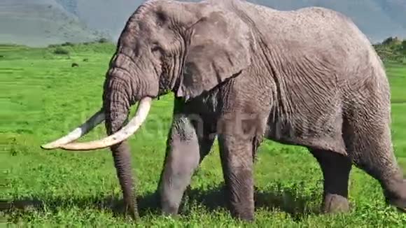长长的象牙大象视频的预览图