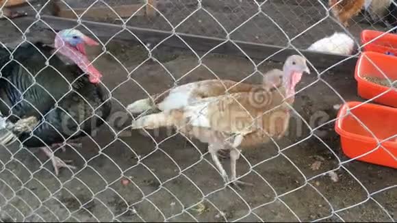 火鸡在农场的鸡舍里走在酒吧后面视频的预览图