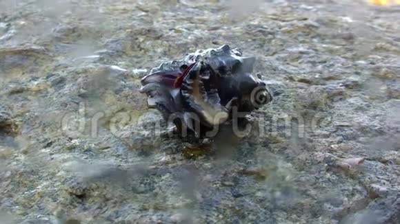 加拉帕戈斯群岛海洋海底蜗牛视频的预览图