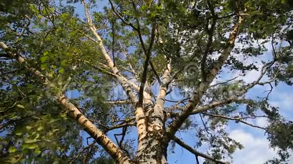 一棵古老的白桦树在晴朗的蓝天上视频的预览图