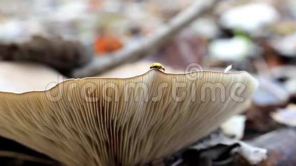 蘑菇边缘的黄色瓢虫视频的预览图