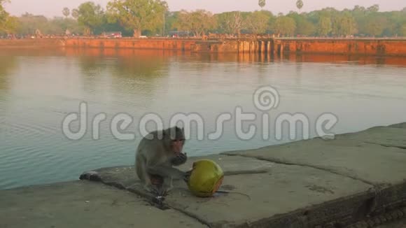 猴子在阿哥窟寺庙附近的水库旁吃椰子视频的预览图