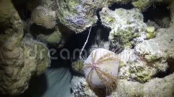 白海胆Tripneustesgratilla水下视频的预览图
