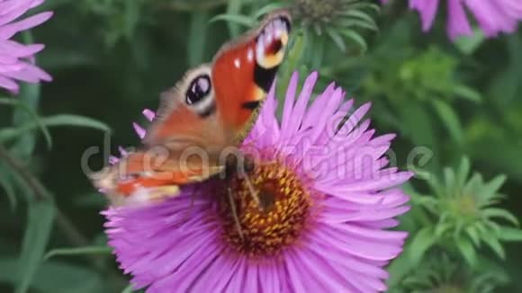 蝴蝶在粉红色的花上采集花蜜视频的预览图