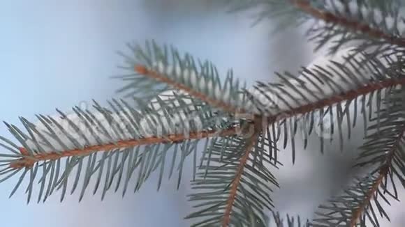 冬季针叶林视频的预览图
