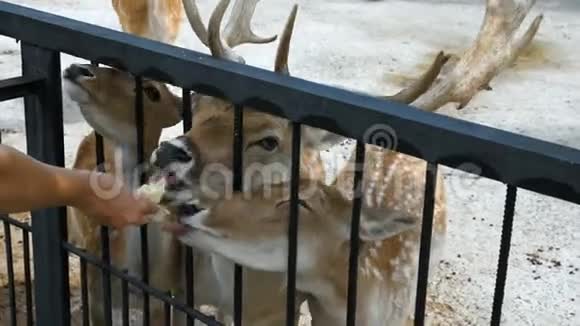 动物园里发现了鹿视频的预览图