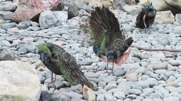 交配季节的两只孔雀外来鸟类热带动物孔雀的尾巴视频的预览图