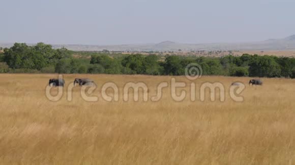 非洲一家大象和一个婴儿一起穿过草原视频的预览图