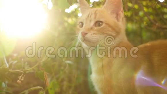 红猫躺在户外的绿草上可爱的小猫观察花园宠物在户外玩耍和打猎视频的预览图