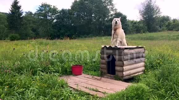 白色哈士奇保护领土链子上的狗保护着绿色的花园视频的预览图
