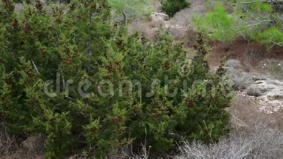 塞浦路斯岛柏树枝上的圆锥体视频的预览图
