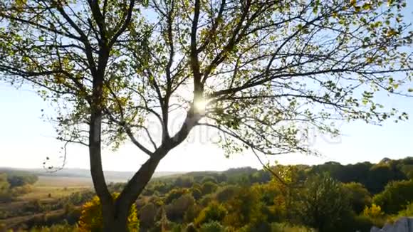 夕阳照在树叶间阳光在树叶间闪耀视频的预览图