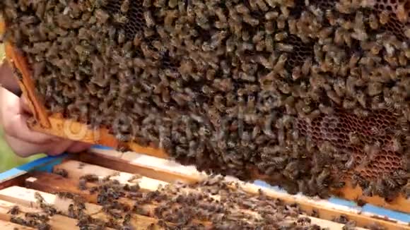 工作的养蜂人收集蜂蜜蜜蜂成群结队地在蜂巢周围飞来飞去视频的预览图