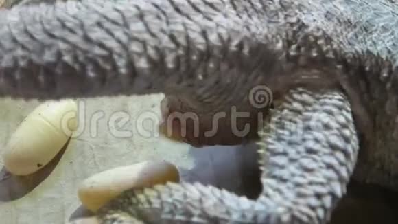 有胡子的龙在产卵视频的预览图