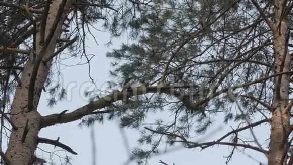 鸟树啄木鸟栖息在树枝上寻找害虫视频的预览图