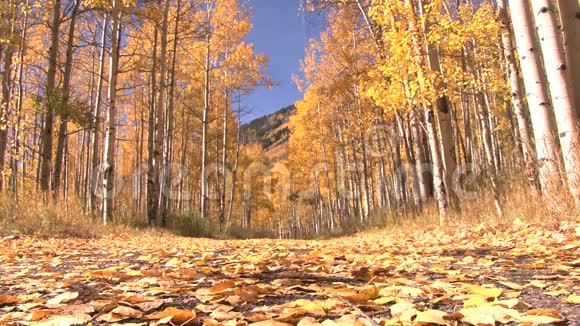 黄色的秋天从地面上视频的预览图