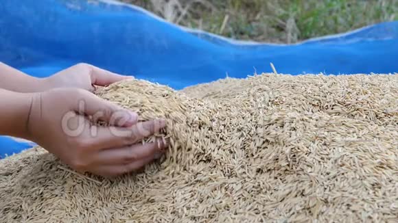 女人用手从农场里慢腾腾地采摘天然干米视频的预览图