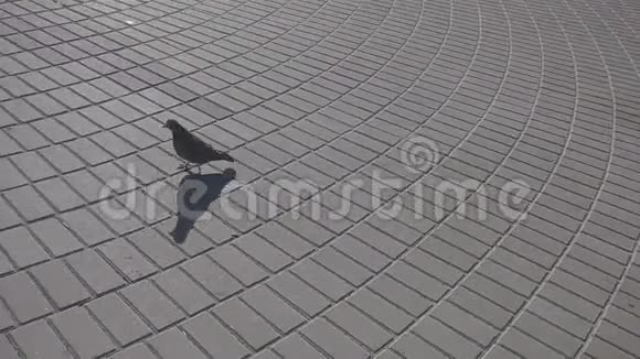 灰鸽沿着柏油路走视频的预览图