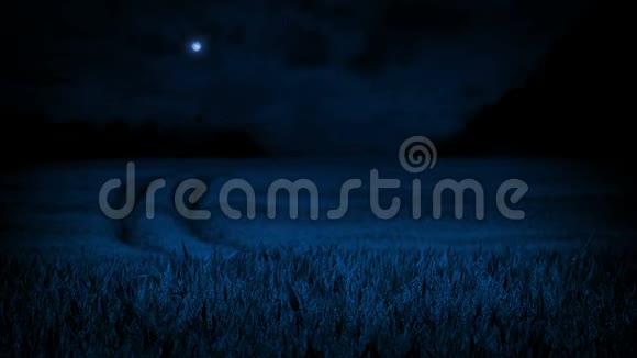 风夜月光下的玉米田视频的预览图