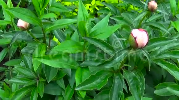 花蕾和叶子的牡丹花紧贴在花坛上高清视频镜头拍摄运动相机与稳定视频的预览图