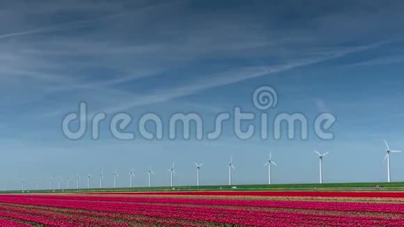 荷兰巨大的红色郁金香田附近的现代电动风车生态工程无害环境视频的预览图