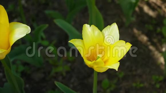 黄色郁金香春天的花朵视频的预览图